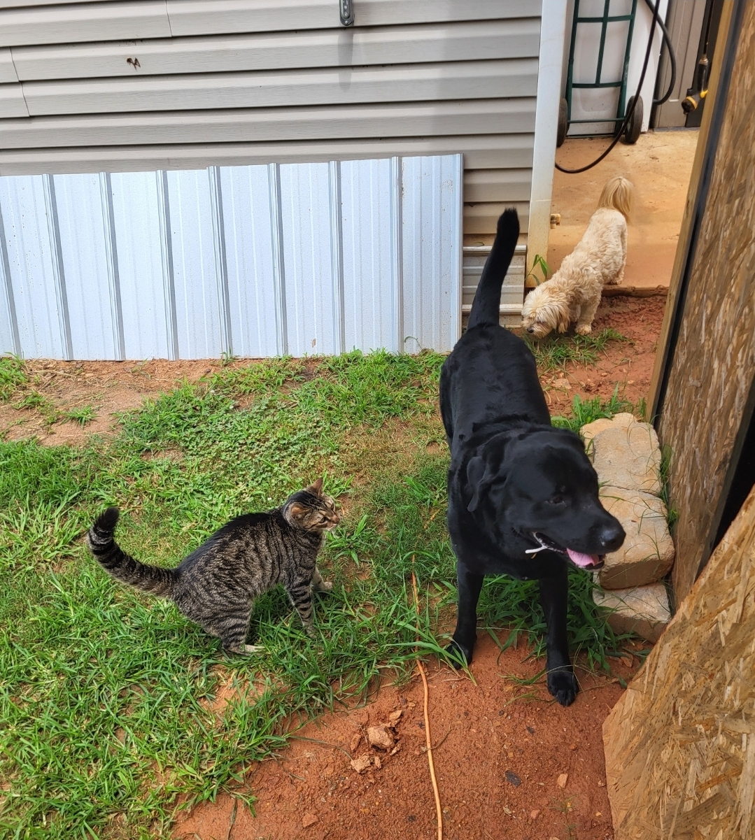 Benny, Bear and Daisy, part of the current family pet crew
