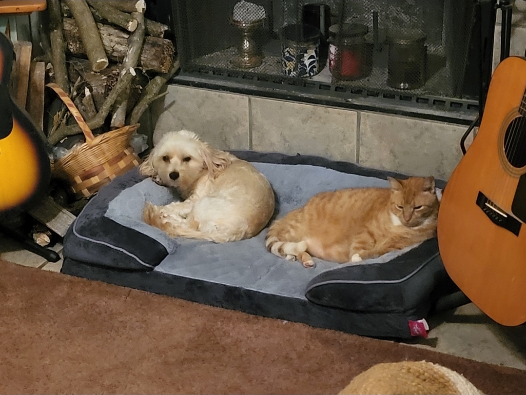Daisy and Finn — part of the current family pet crew
