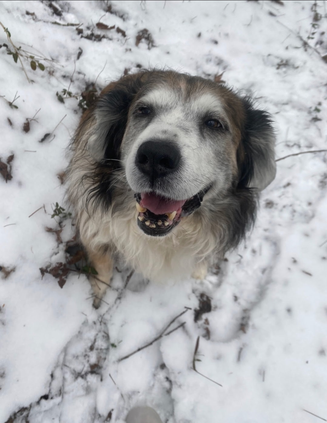 Gypsy, a beloved member of the family