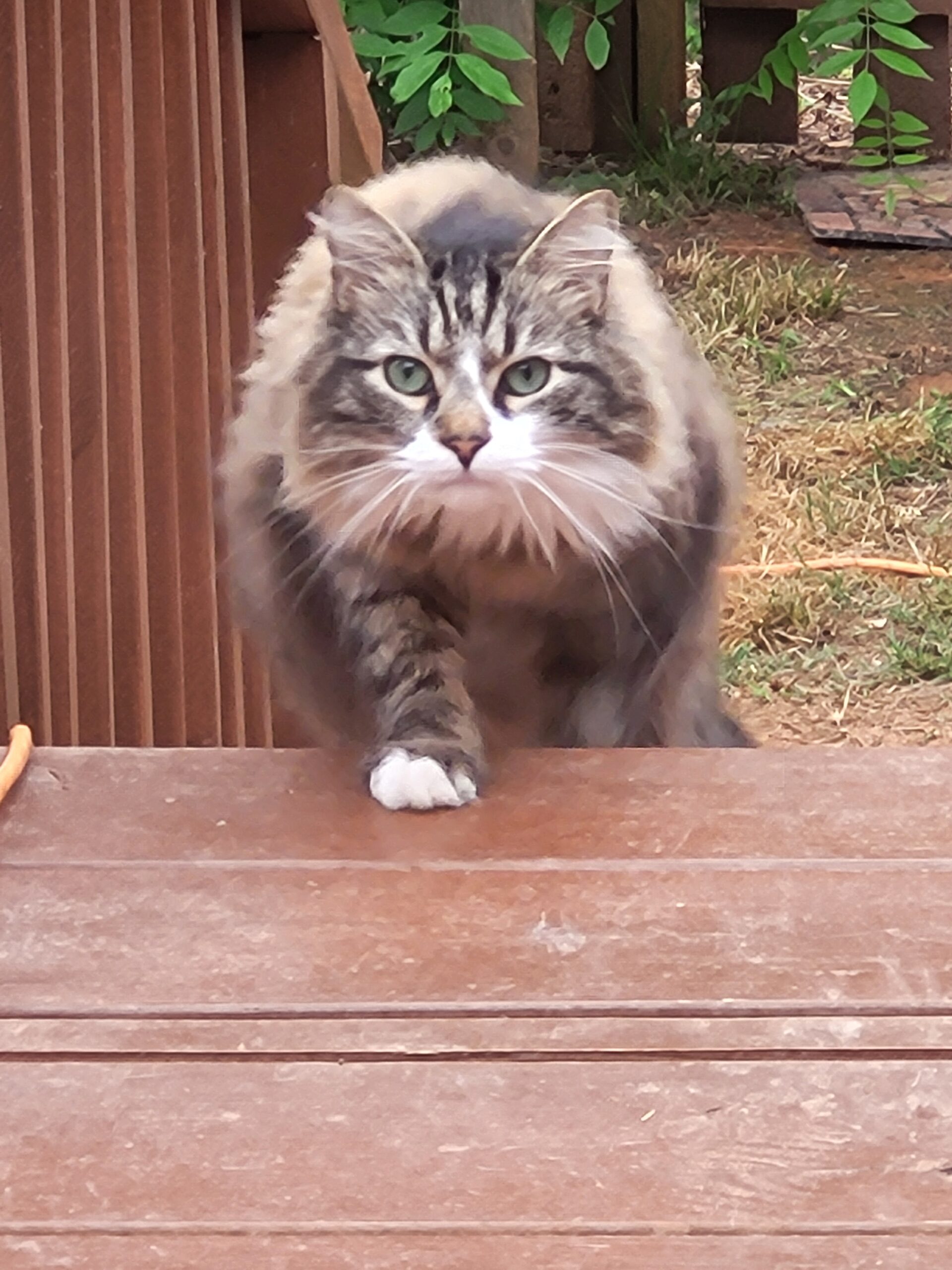 Marley — part of the current family pet crew
